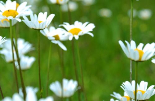 Sommartid på EFS rikskansli